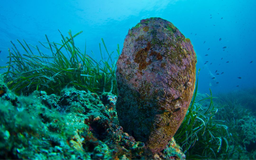 una pinna in mare ne segnala la presenza